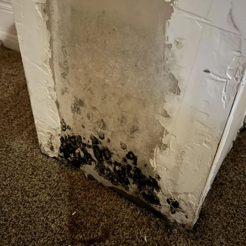 Professional Mold Removal in Richland County, ND
